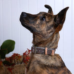 Outback Tails Collar - Fire Country Dreaming